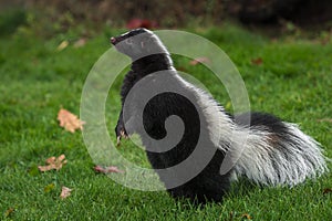 Striped Skunk Mephitis mephitis Stands Up on Back Paws Autumn