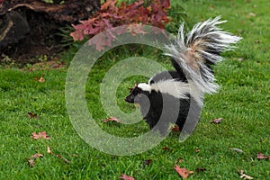 Striped Skunk Mephitis mephitis Stands Up Tall Arching Tail