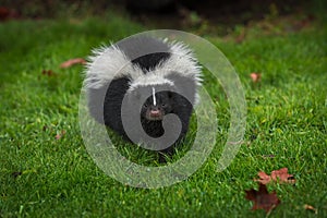 Striped Skunk Mephitis mephitis Steps Directly Forward Autumn