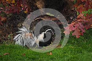 Striped Skunk Mephitis mephitis Turns Back From Log Autumn