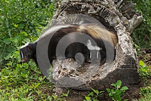 Striped Skunk (Mephitis mephitis) with Two Kits Under Tail