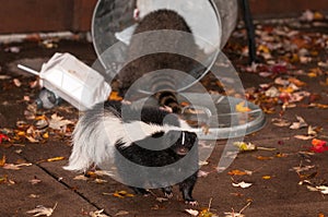 Striped Skunk (Mephitis mephitis) Walks Away from Trash Can with