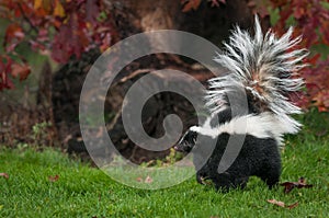 Striped Skunk Mephitis mephitis Walks Left photo