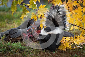 Striped Skunk Mephitis mephitis Tail Raised Stands Near Log Autumn