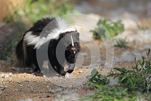 Striped skunk