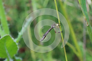 Striped slender robberfly Leptogaster cylindrica