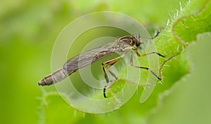 Striped Slender Robberfly  - Leptogaster cylindrica