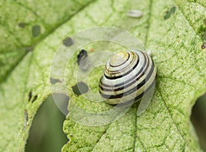 Striped snail on a green maple leaf.