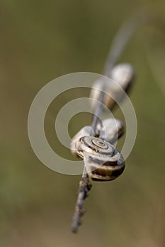 The striped snail Theodoxus transversalis