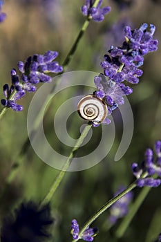 The striped snail Theodoxus transversalis