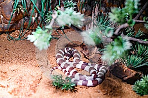 Striped snake in the bushes in the aquarium at the zoo