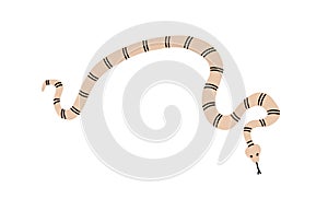 Striped snake with tongue crawling. Twisted crooked animal. Curvy bending body of reptile, top view. Flat vector