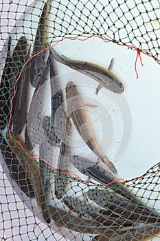 Striped snakehead fish