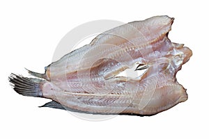 Striped snakehead fish isolated