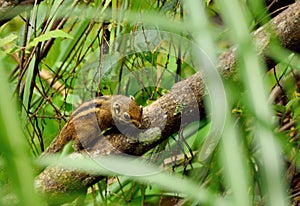 Striped squirrel Tamiops swinhoei formosanus