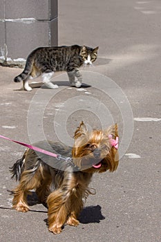 A striped stray cat walks around the merry Yorkshire Terrier with suspicion and apprehension.