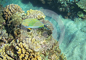 Striped surgeon fish in coral reef. Tropical seashore inhabitants underwater photo.