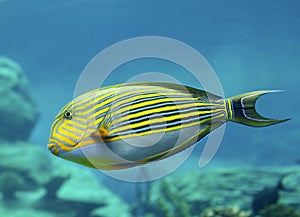 Striped Surgeonfish photo