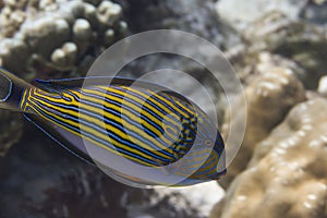 Striped surgeonfish (Acanthurus lineatus)