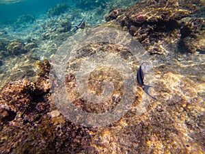 Striped surgeonfish Acanthurus lineatus swims on a coral reef