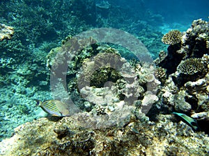 Striped surgeonfish and corals