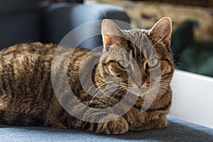 Striped Tabby Cat Lounging with Attentive Green Eyes