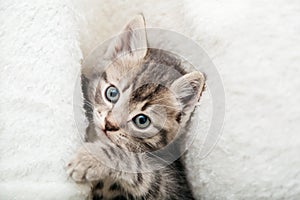Striped tabby kitten playing with paws. Portrait of beautiful fluffy gray kitten. Cat, animal baby, kitten with big eyes lies on