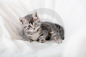 Striped tabby Kitten. Portrait of beautiful fluffy gray kitten. Cat, animal baby, kitten with big eyes sits on white plaid and