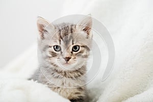 Striped tabby Kitten. Portrait of beautiful fluffy gray kitten. Cat, animal baby, kitten with big eyes sits on white plaid and