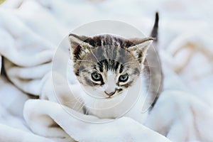 Striped tabby kitten. Portrait of beautiful fluffy gray kitten sitting on white plaid