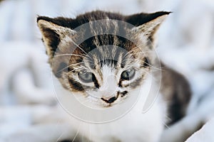 Striped tabby kitten. Portrait of beautiful fluffy gray kitten sitting on white plaid