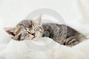 Striped tabby kitten sleeping on white fluffy plaid Closeup. Portrait of beautiful fluffy gray kitten. Cat, animal baby, kitten