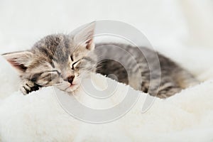 Striped tabby kitten sleeping on white fluffy plaid Closeup. Portrait with paw of beautiful fluffy gray kitten. Cat, animal baby,
