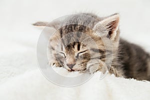 Striped tabby kitten sleeping on white fluffy plaid Closeup. Portrait with paw of beautiful fluffy gray tabby kitten. Cat, animal