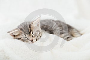 Striped tabby kitten sleeping on white fluffy plaid. Portrait with paw of beautiful fluffy gray kitten. Cat, animal baby, kitten