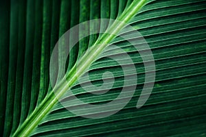 Striped texture of green palm leaf, abstract of banana leaf.