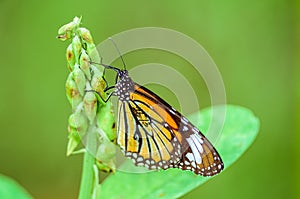 Striped tiger, Danaus genutia, butterfly feeding on flowers