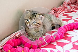 Striped tiger kitten on the blanket, 3 weeks cute small kitty with blue eyes