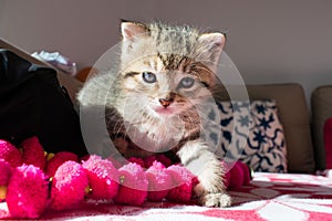 Striped tiger kitten on the blanket, 3 weeks cute small kitty with blue eyes