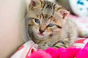 Striped tiger kitten on the blanket, 3 weeks cute small kitty with blue eyes