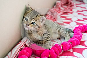 Striped tiger kitten on the blanket, 3 weeks cute small kitty with blue eyes
