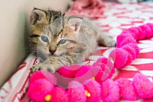 Striped tiger kitten on the blanket, 3 weeks cute small kitty with blue eyes