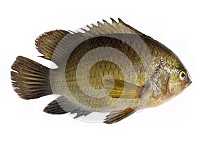 Striped tiger leaffish isolated on white background