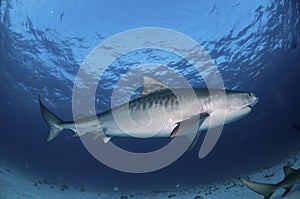 Striped Tiger shark