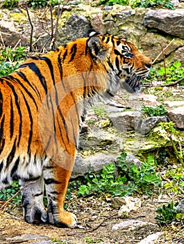 striped tiger on the stones of a zoo enclosure