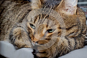 Striped tired cat with tears from the eye. The muzzle of a cat with a m on his forehead is resting. Cat`s face with half-closed