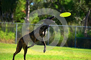 Striped Treeing Tennessee Brindle dog flying through the air to catch a frisbee playing fetch