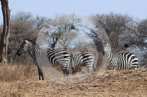 Striped trio