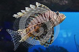 Striped Turkeyfish in the Deep Blue Sea Swimming