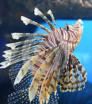 Striped Turkeyfish Swimming Under the Water`s Surface
